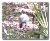 Chacala-Trail-Paynes-Prairie-Preserve-State-Park-Micanopy-FL-039