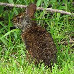 Chapel Trail Nature Preserve - Pembroke Pines, FL