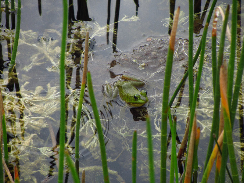 Chapel-Trail-Nature-Preserve-Pembroke-Pines-FL-008