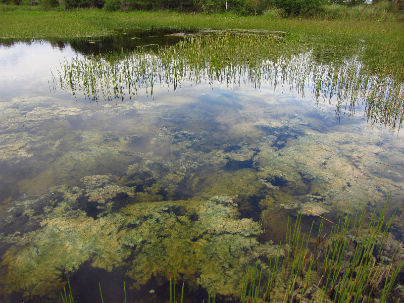 Chapel-Trail-Nature-Preserve-Pembroke-Pines-FL-010