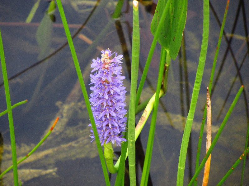 Chapel-Trail-Nature-Preserve-Pembroke-Pines-FL-013