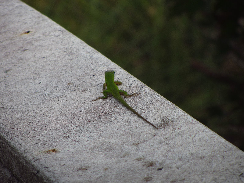 Chapel-Trail-Nature-Preserve-Pembroke-Pines-FL-016