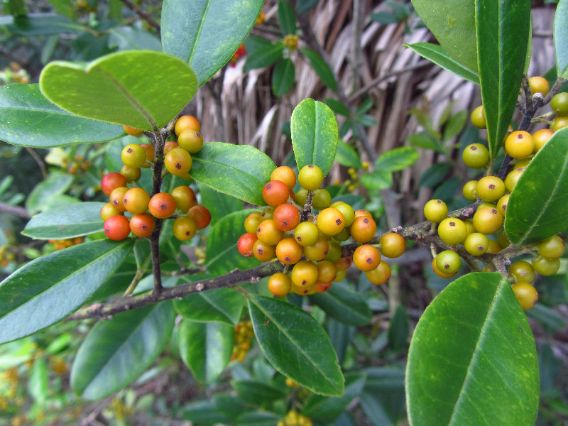 Chapel-Trail-Nature-Preserve-Pembroke-Pines-FL-017