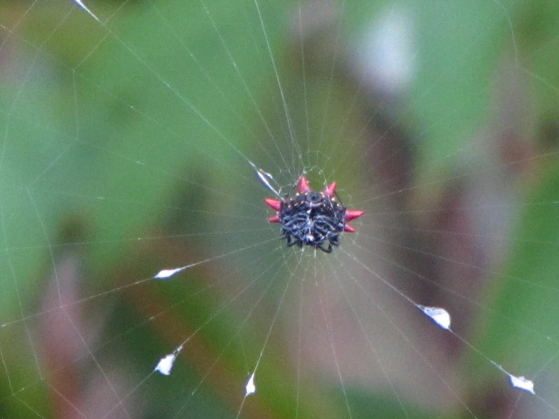 Chapel-Trail-Nature-Preserve-Pembroke-Pines-FL-020