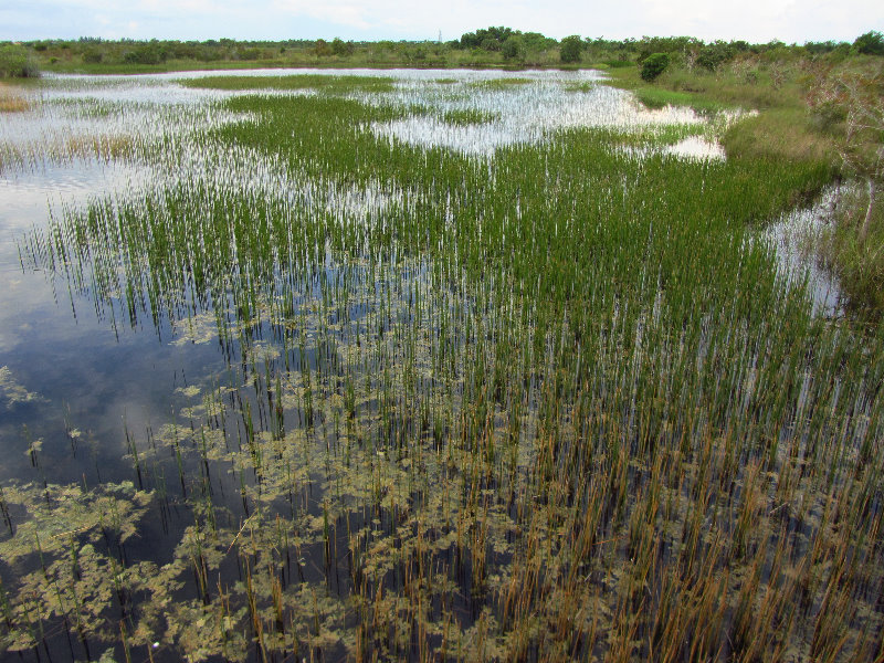 Chapel-Trail-Nature-Preserve-Pembroke-Pines-FL-026