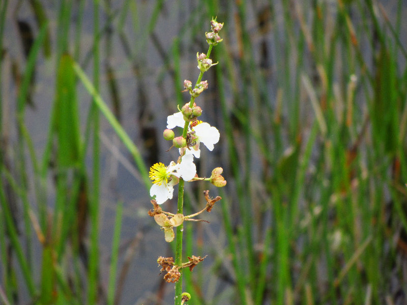 Chapel-Trail-Nature-Preserve-Pembroke-Pines-FL-029