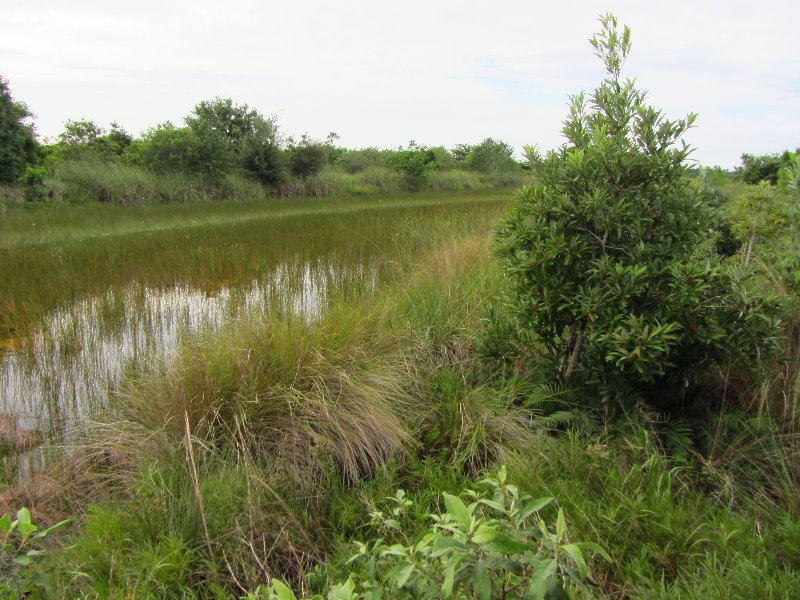 Chapel-Trail-Nature-Preserve-Pembroke-Pines-FL-035