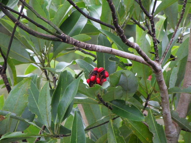 Chapel-Trail-Nature-Preserve-Pembroke-Pines-FL-036