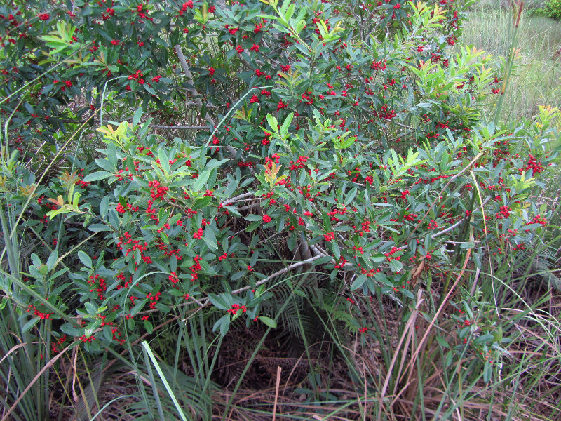 Chapel-Trail-Nature-Preserve-Pembroke-Pines-FL-038