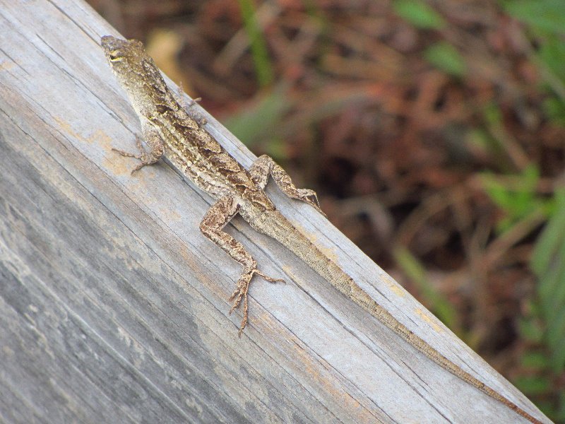 Chapel-Trail-Nature-Preserve-Pembroke-Pines-FL-040