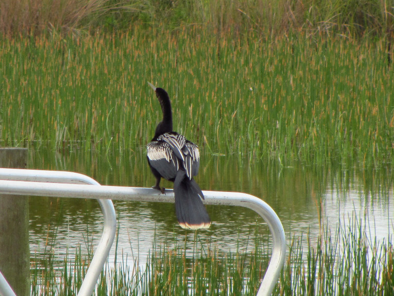 Chapel-Trail-Nature-Preserve-Pembroke-Pines-FL-043