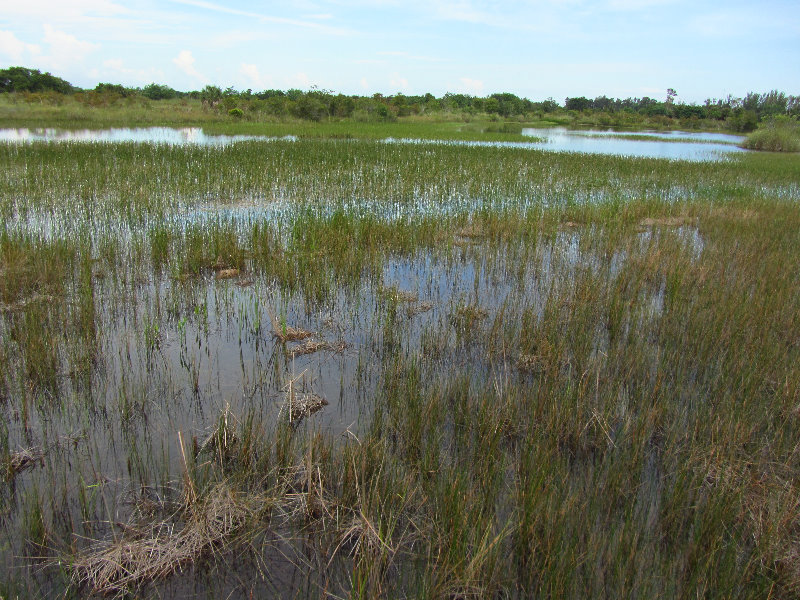 Chapel-Trail-Nature-Preserve-Pembroke-Pines-FL-045