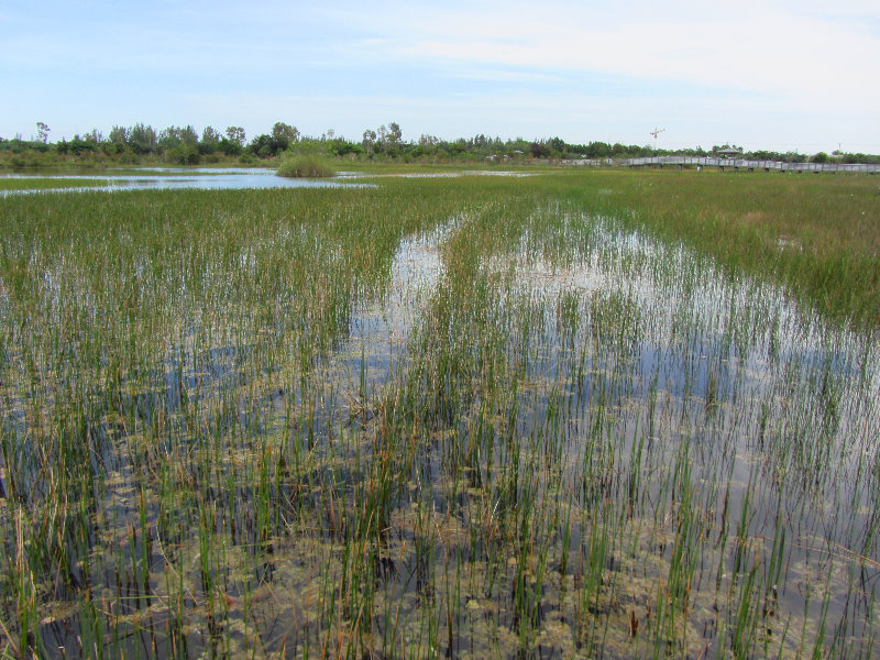 Chapel-Trail-Nature-Preserve-Pembroke-Pines-FL-046