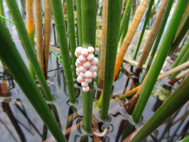 Chapel-Trail-Nature-Preserve-Pembroke-Pines-FL-047