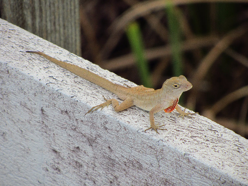 Chapel-Trail-Nature-Preserve-Pembroke-Pines-FL-051