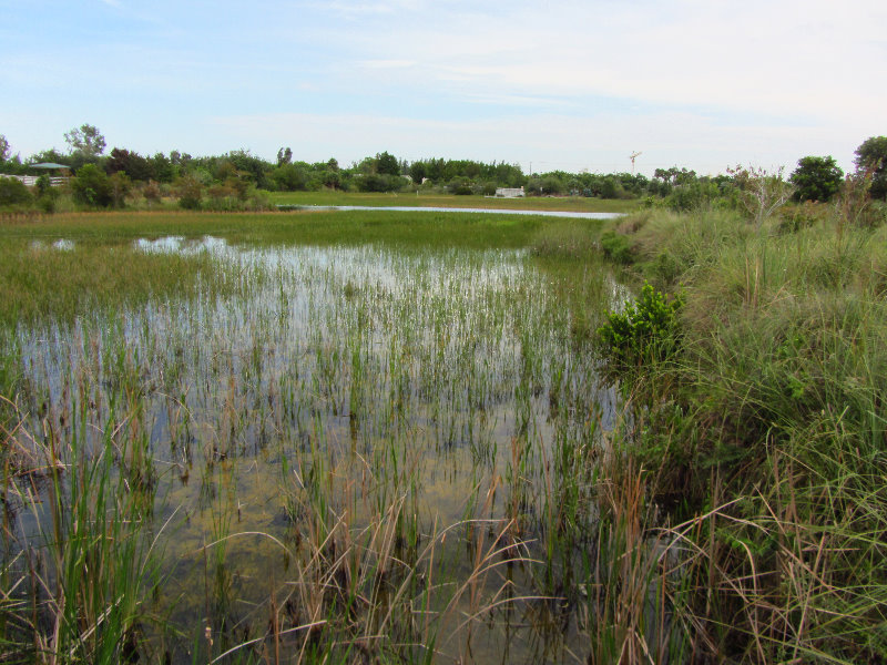 Chapel-Trail-Nature-Preserve-Pembroke-Pines-FL-052