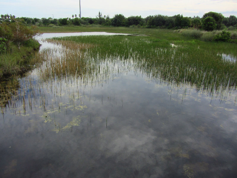 Chapel-Trail-Nature-Preserve-Pembroke-Pines-FL-055