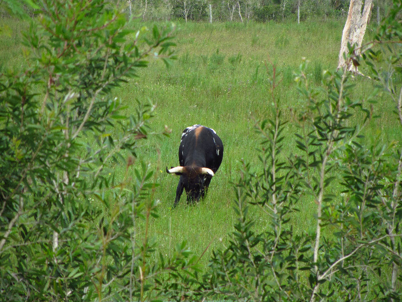 Chapel-Trail-Nature-Preserve-Pembroke-Pines-FL-058