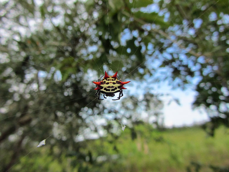 Chapel-Trail-Nature-Preserve-Pembroke-Pines-FL-061