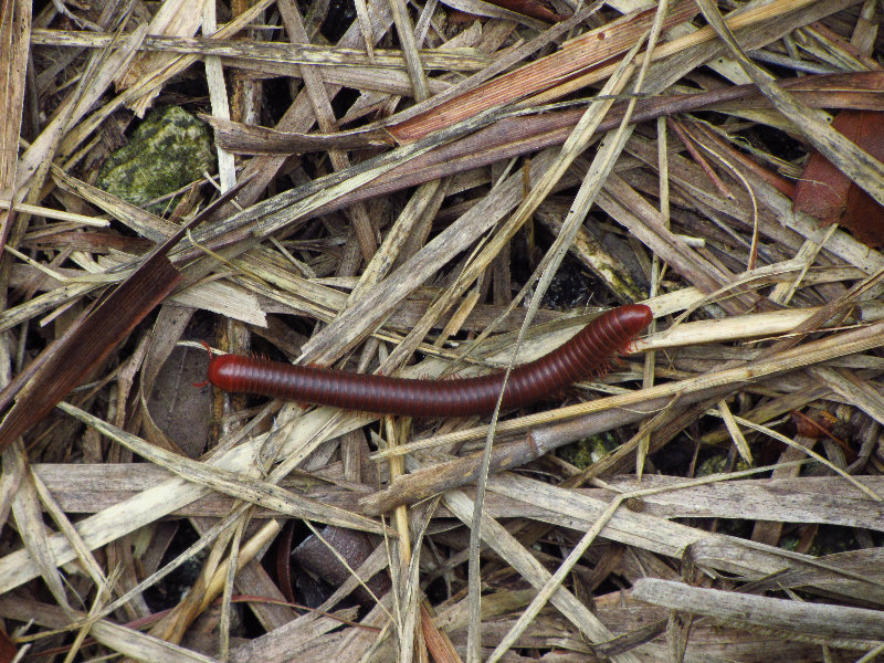 Chapel-Trail-Nature-Preserve-Pembroke-Pines-FL-062