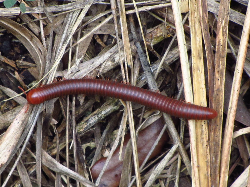 Chapel-Trail-Nature-Preserve-Pembroke-Pines-FL-063