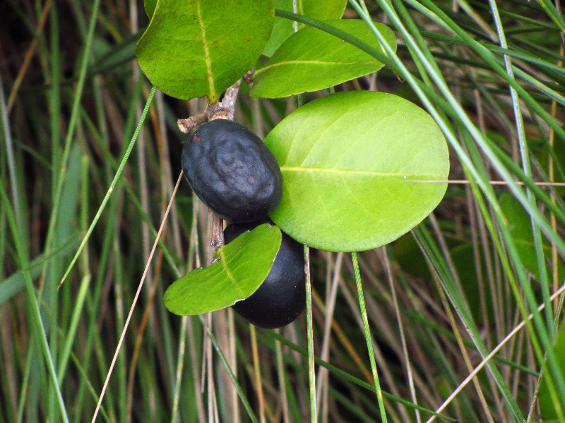 Chapel-Trail-Nature-Preserve-Pembroke-Pines-FL-066