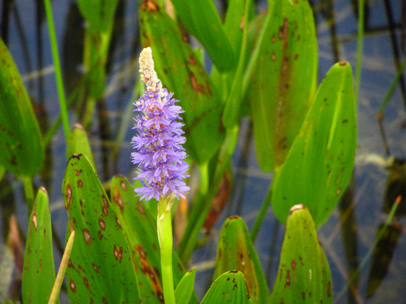 Chapel-Trail-Nature-Preserve-Pembroke-Pines-FL-067