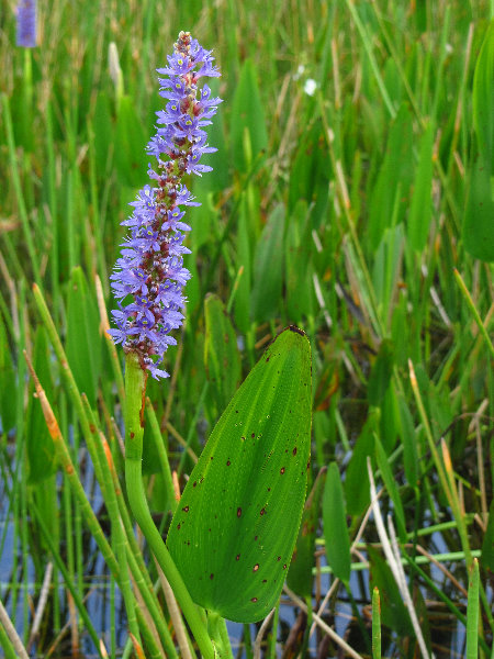 Chapel-Trail-Nature-Preserve-Pembroke-Pines-FL-068