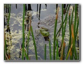 Chapel-Trail-Nature-Preserve-Pembroke-Pines-FL-008