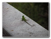 Chapel-Trail-Nature-Preserve-Pembroke-Pines-FL-016