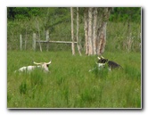 Chapel-Trail-Nature-Preserve-Pembroke-Pines-FL-019