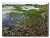 Chapel-Trail-Nature-Preserve-Pembroke-Pines-FL-026