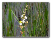Chapel-Trail-Nature-Preserve-Pembroke-Pines-FL-029