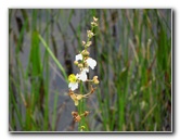 Chapel-Trail-Nature-Preserve-Pembroke-Pines-FL-029