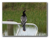 Chapel-Trail-Nature-Preserve-Pembroke-Pines-FL-042