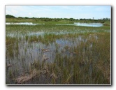 Chapel-Trail-Nature-Preserve-Pembroke-Pines-FL-045