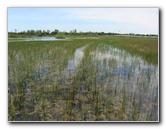 Chapel-Trail-Nature-Preserve-Pembroke-Pines-FL-046