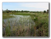 Chapel-Trail-Nature-Preserve-Pembroke-Pines-FL-052