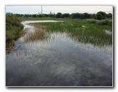 Chapel-Trail-Nature-Preserve-Pembroke-Pines-FL-055