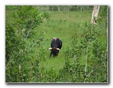 Chapel-Trail-Nature-Preserve-Pembroke-Pines-FL-058