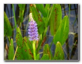 Chapel-Trail-Nature-Preserve-Pembroke-Pines-FL-067