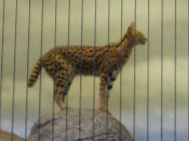 Lincoln-Park-Zoo-Chicago-009