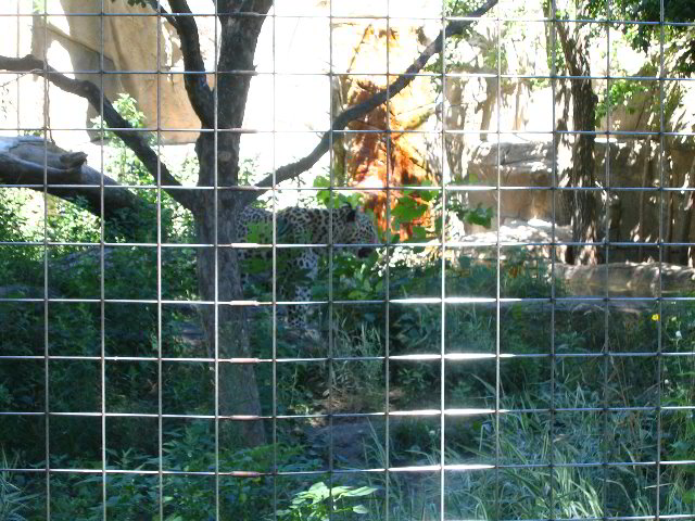 Lincoln-Park-Zoo-Chicago-013