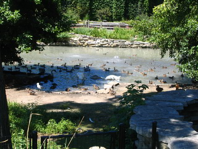 Lincoln-Park-Zoo-Chicago-014