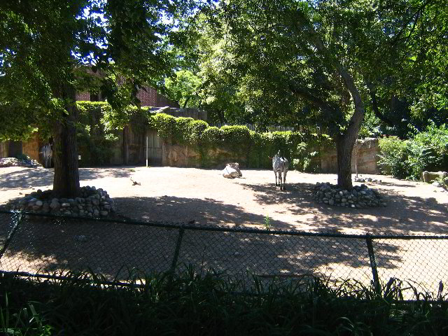 Lincoln-Park-Zoo-Chicago-019