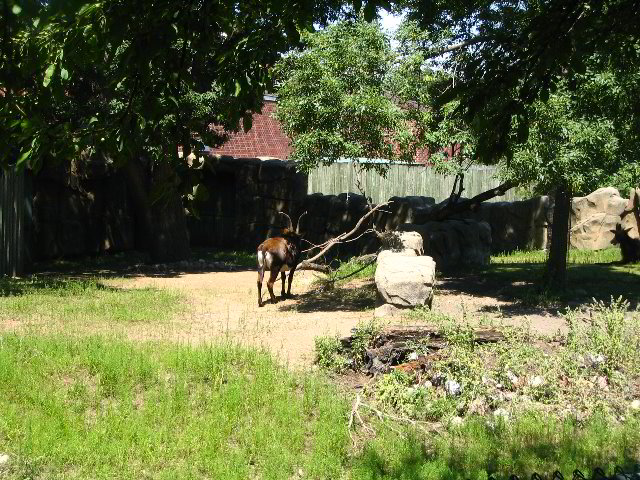 Lincoln-Park-Zoo-Chicago-020