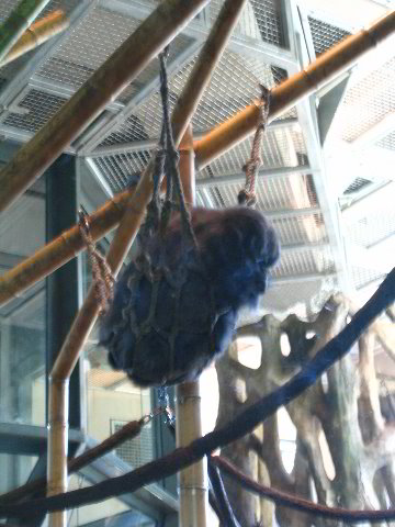 Lincoln-Park-Zoo-Chicago-026