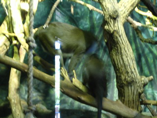 Lincoln-Park-Zoo-Chicago-032