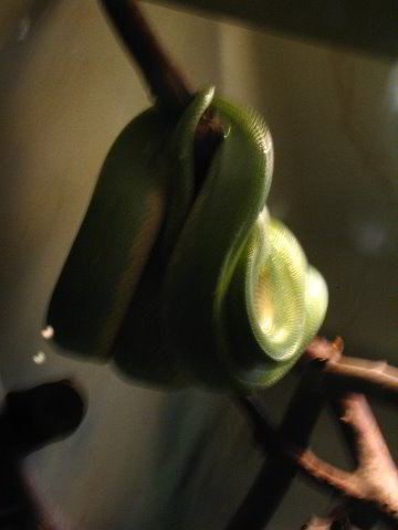 Lincoln-Park-Zoo-Chicago-037