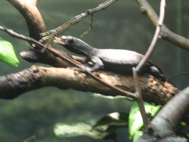 Lincoln-Park-Zoo-Chicago-038